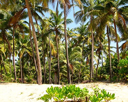 The desolate Mattu Beach at Udyavar Mattu Beach - Udyavara