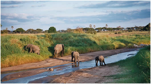 [tarangire-river-elephants.jpg]