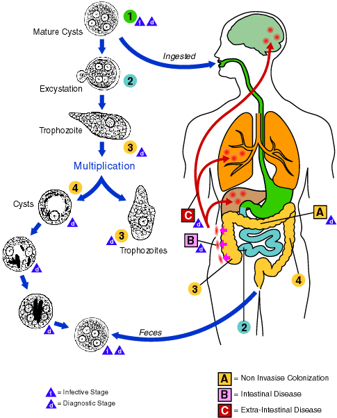Los Parásitos Intestinales
