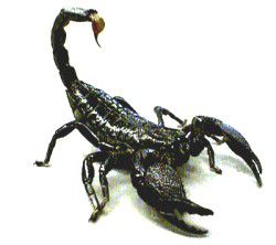 Outlook To My Spiritual Realms: My Scorpion Dream Outlook To My Spiritual Realms: My Scorpion Dream