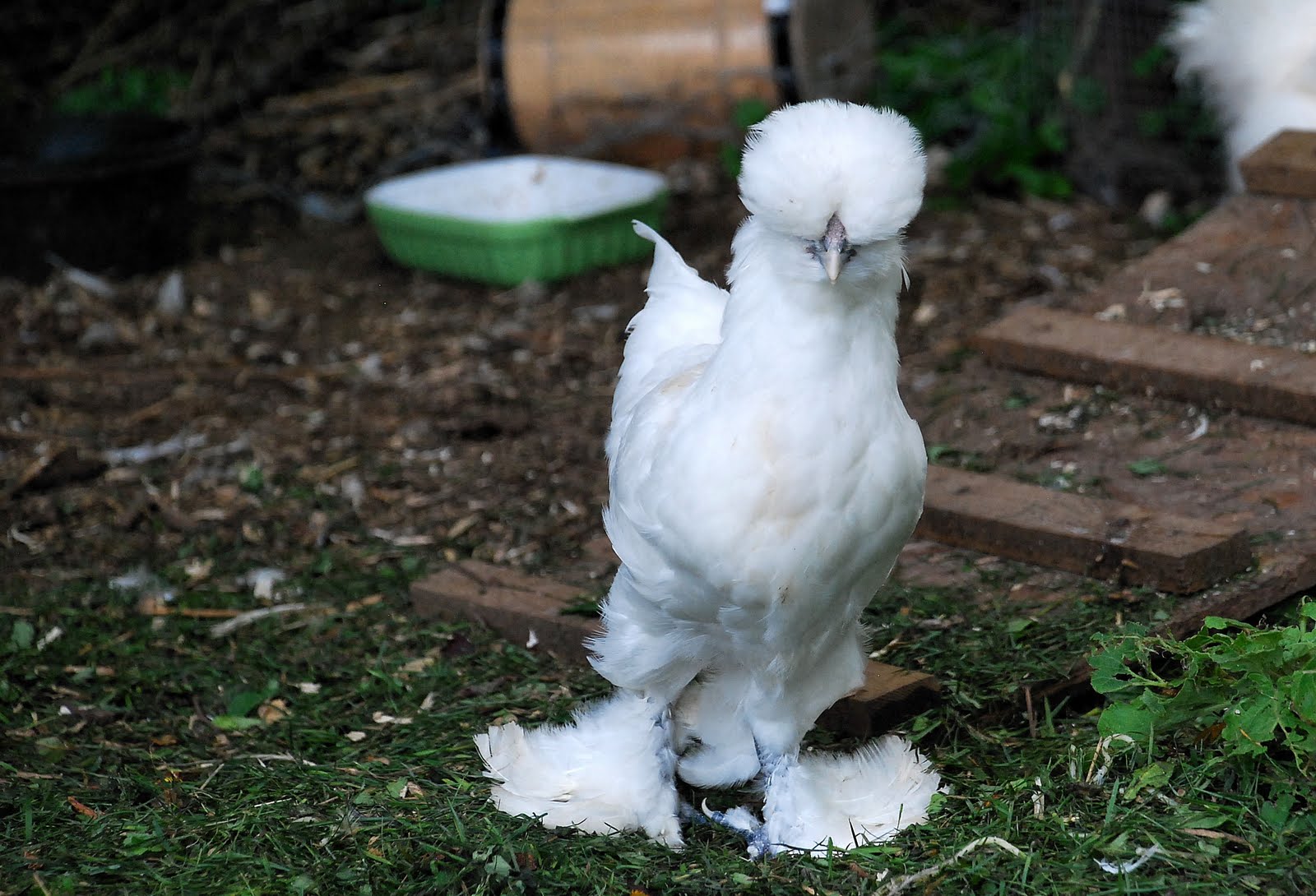 What is my baby chick? Pom Pom head and feathered feet. BackYard Chickens
