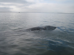 GRAY WHALES