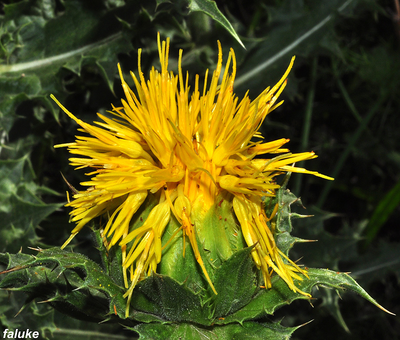Mundo Natural Faluke Carduncellus arborescens