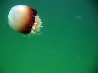 Balloon jellyfish and some guests