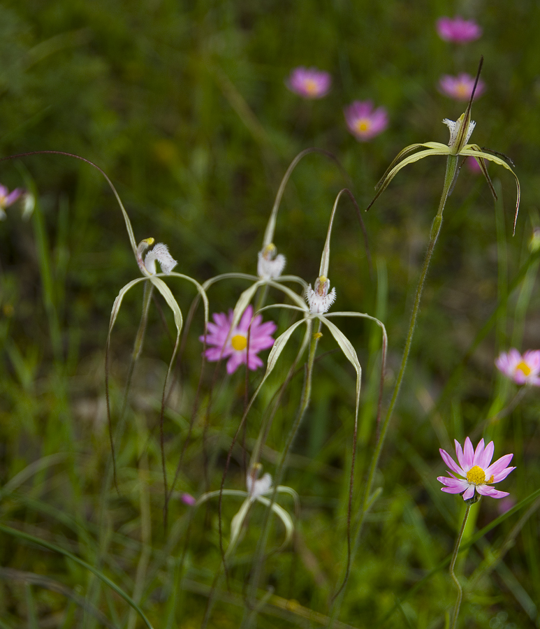 [wildflowers6DarkTippedSpider.jpg]