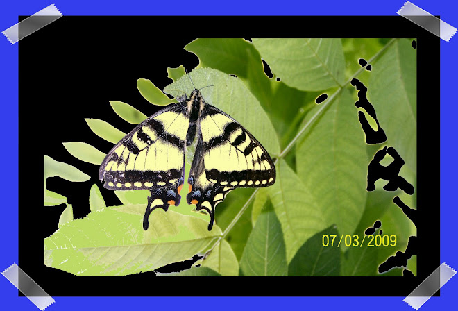 <em>macro-photography</em>