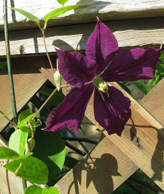 It's a clematis! Here at our house! And it's even a great colour!