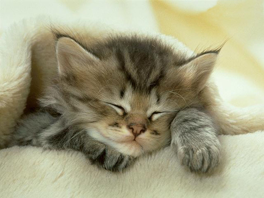 Cute Cats Kittens Cute Cats Kittens