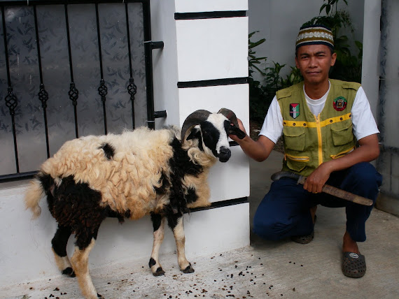 kambing kurban abi