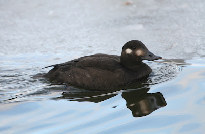 Velvet Scoter