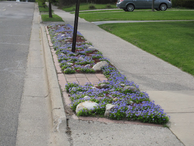 arrowhead alpines lawn alternative