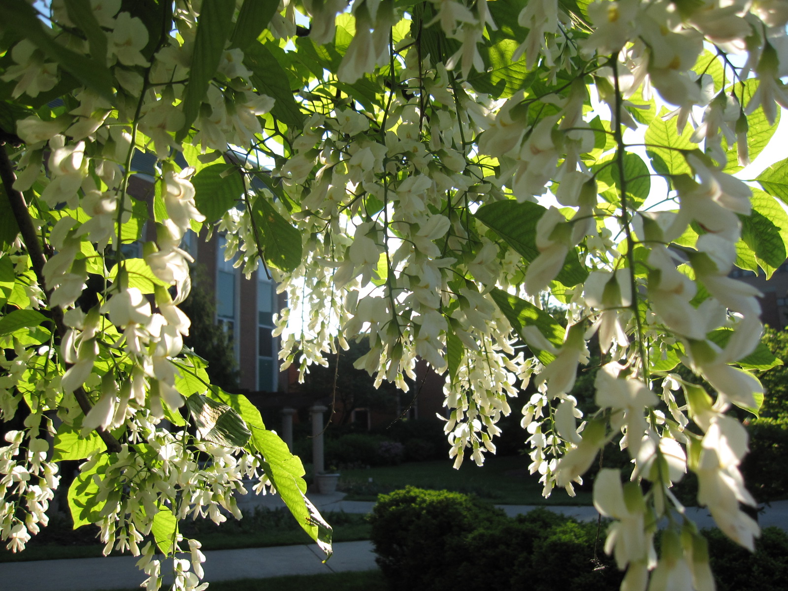 Flowering trees michigan, Flowering trees, Colonial garden