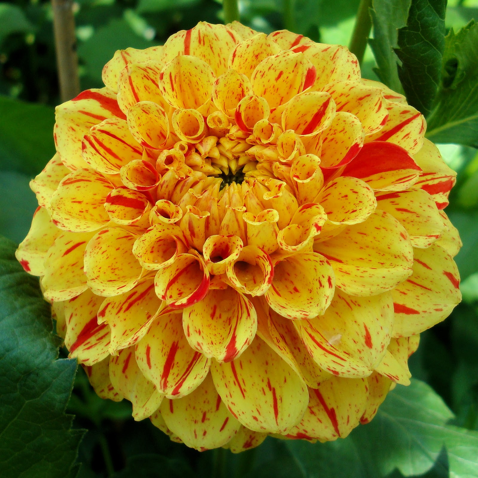 Arrowhead Alpines Blog: Fabulous but forgotten