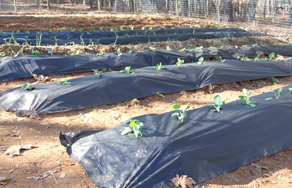 [Spring+garden.jpg]