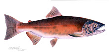 Spawning Female Sockeye Salmon
