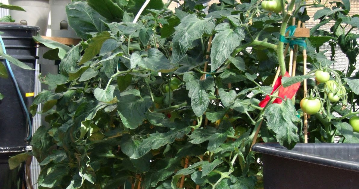 Hydroponic Bush Beefsteak tomatoes growing hydroponically.