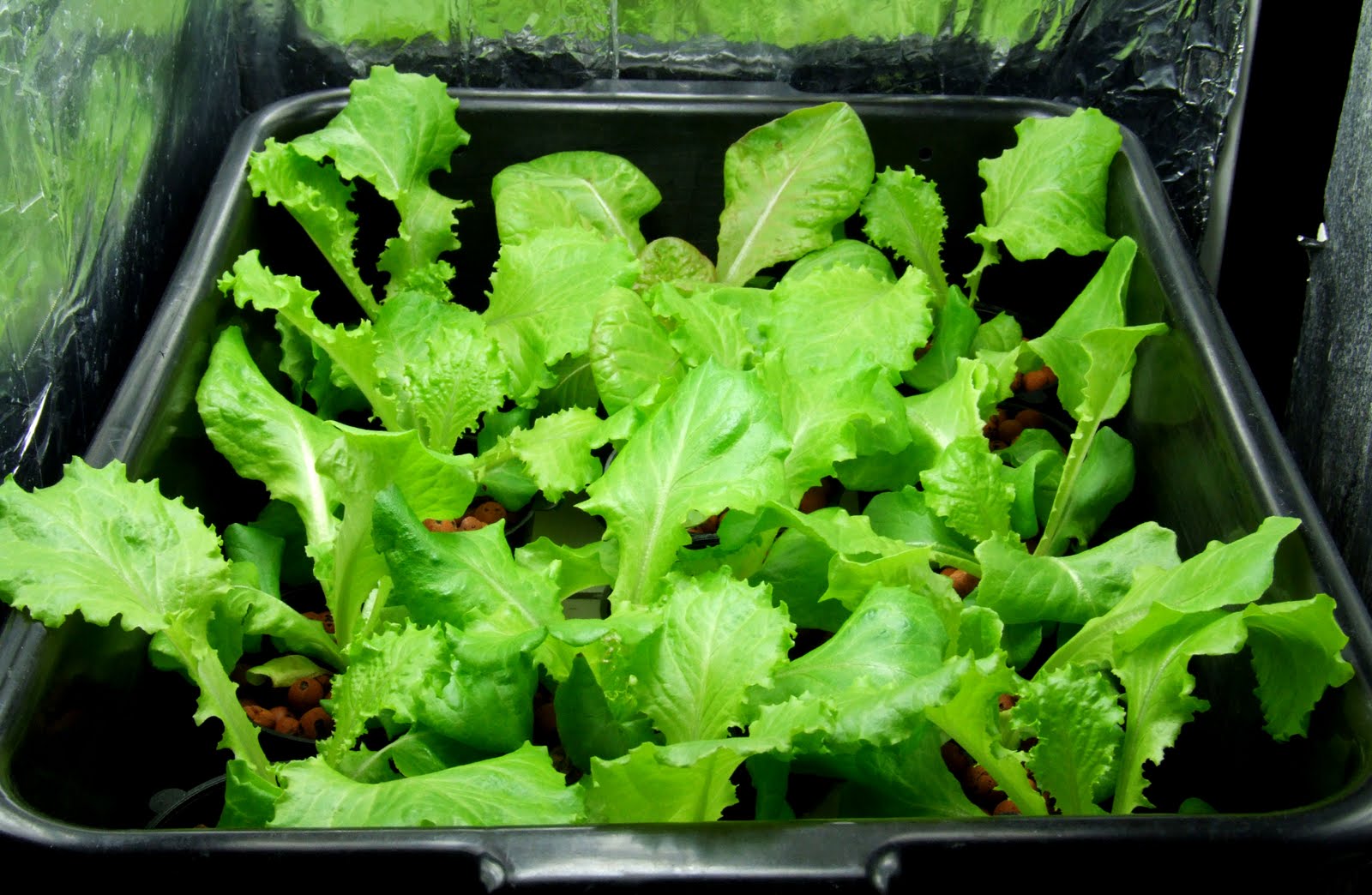 Hydroponic Heat toleant lettuce