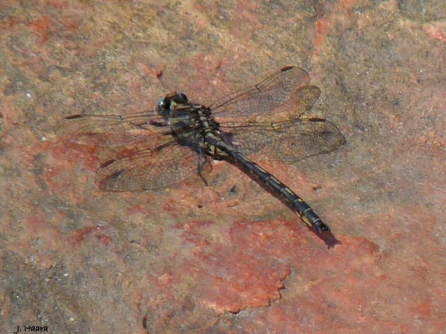 Dragonflies+of+michigan