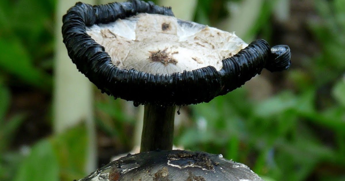 The Retirement Chronicles: You say you want mushrooms with that???