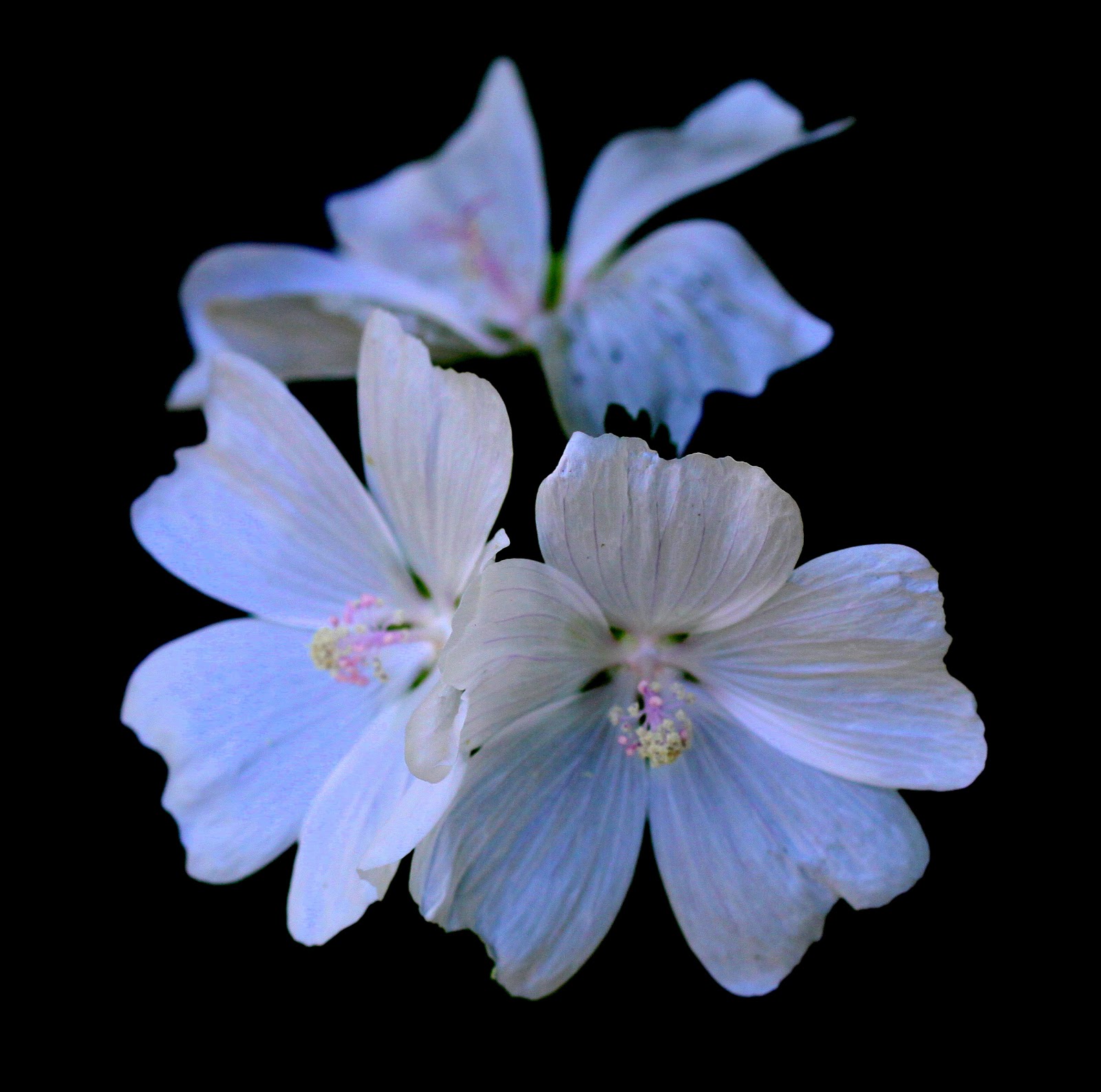 White Musk