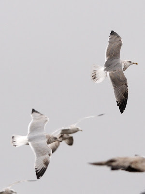 Adult Herring Gull showing medium width trailing white wing-edge and typical ... Adult Herring Gull showing medium width trailing white wing-edge and typical ...