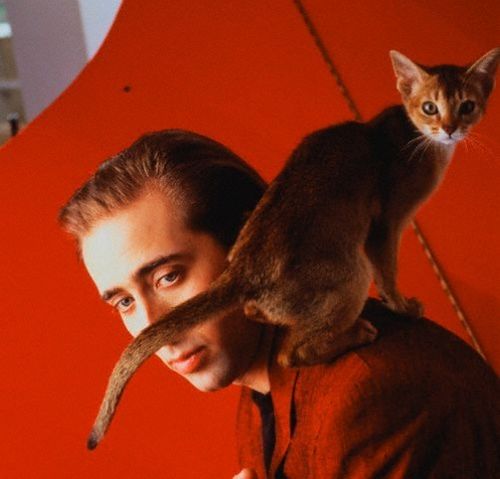 [celebrities-cats-22.jpg]