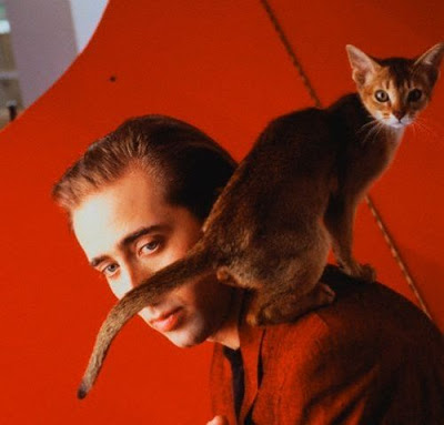 celebrity cats celebrity cats