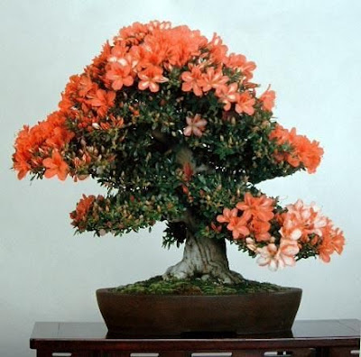 Bonsai Wallpaper on My Funny  Most Unique Bonsai Tree Types   Pictures