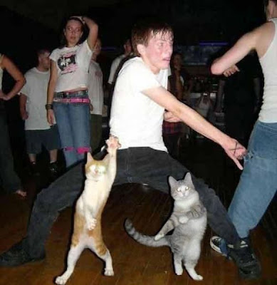 Foto2 Kucing lagi Party,,, Lucu - VIVAforum