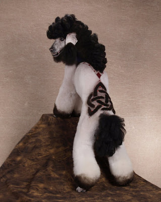 poodle haircuts pictures
