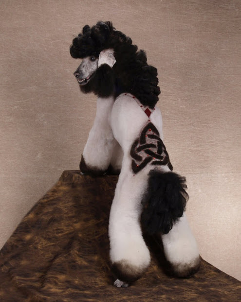 funny unique poodle haircuts