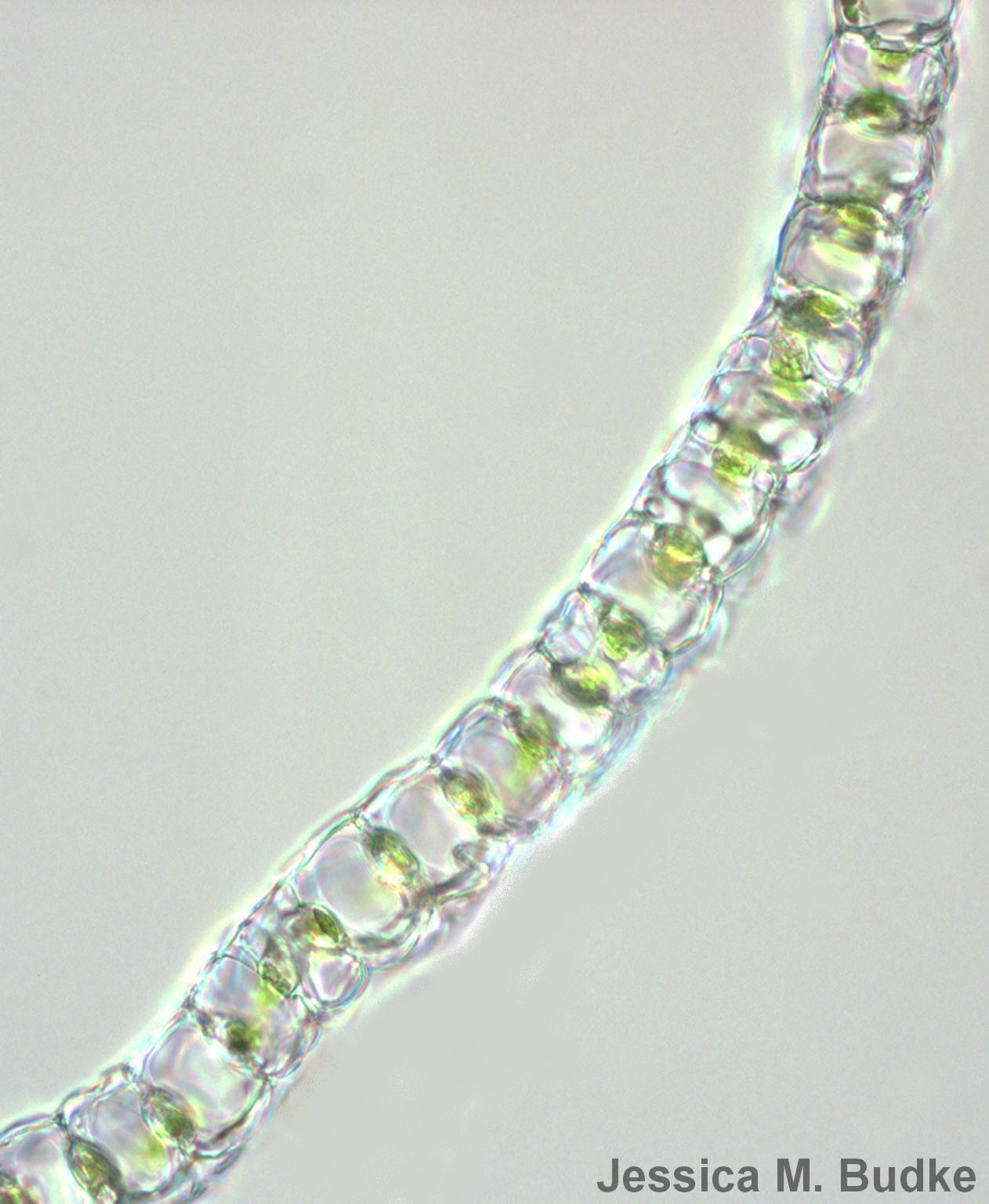 Moss Plants and More September 2010