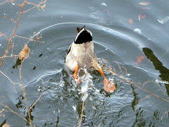 Angel of the waters