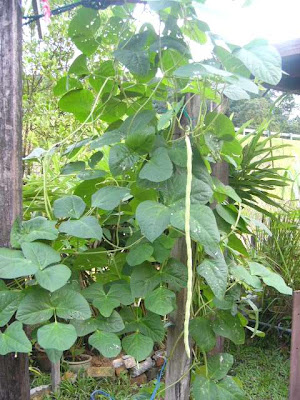 Khasiat Kacang Panjang