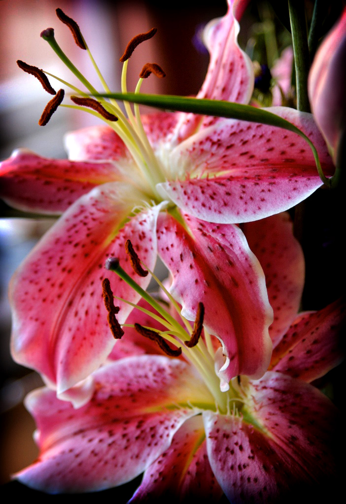 [Lilies.jpg]