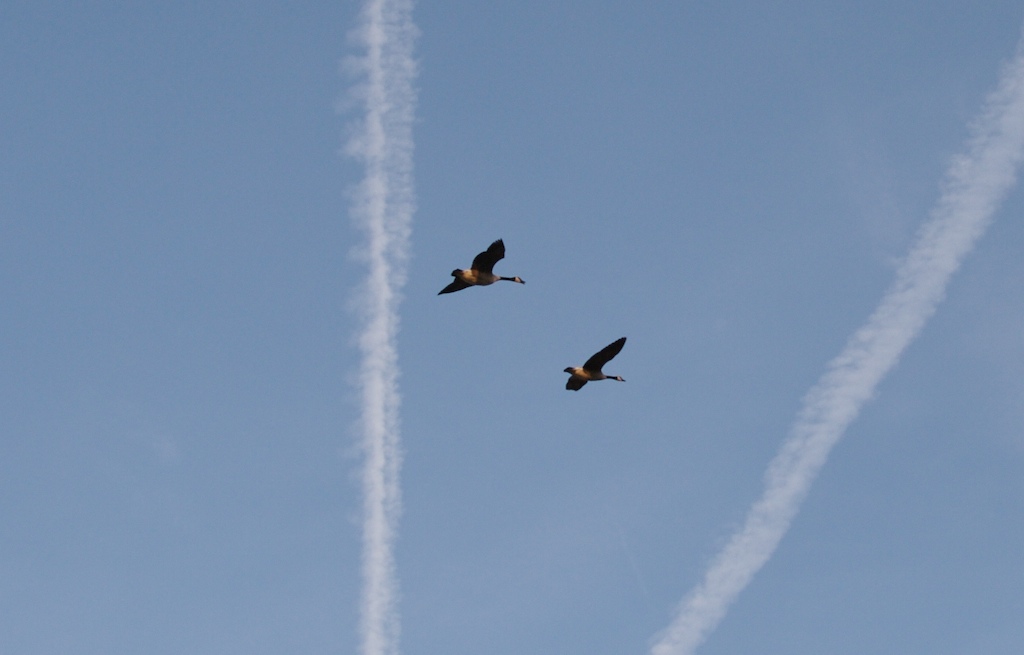 [TwoGeese.jpg]