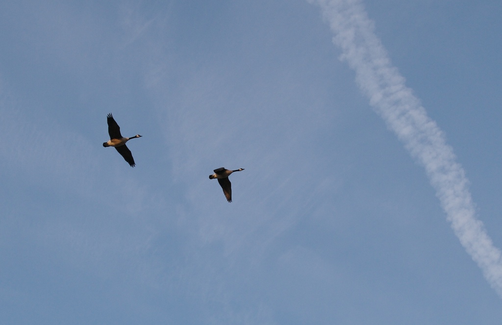 [Gooses.jpg]