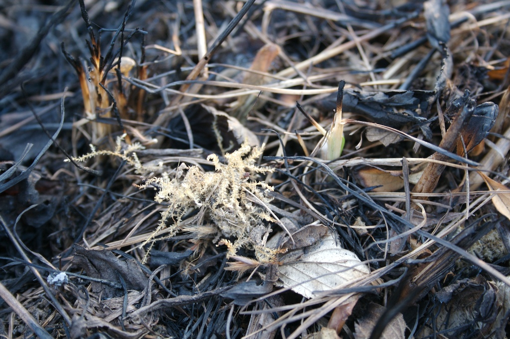 [BlanchedMoss.jpg]