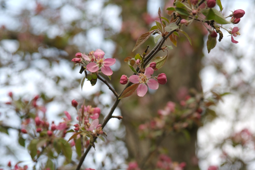 [The+blooming.jpg]