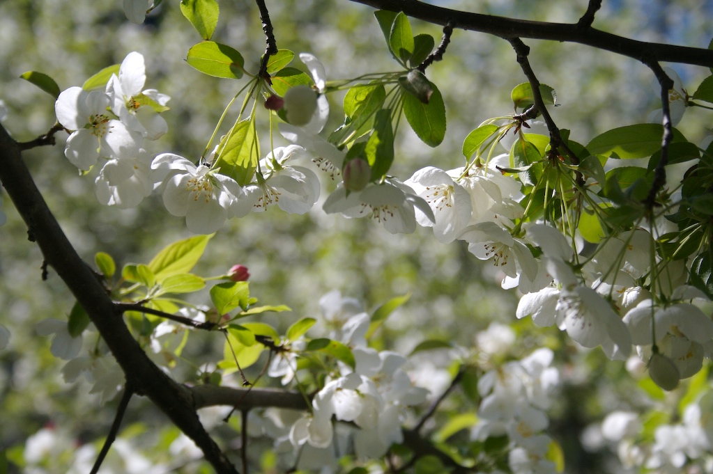[MoreAppleFlowers.jpg]