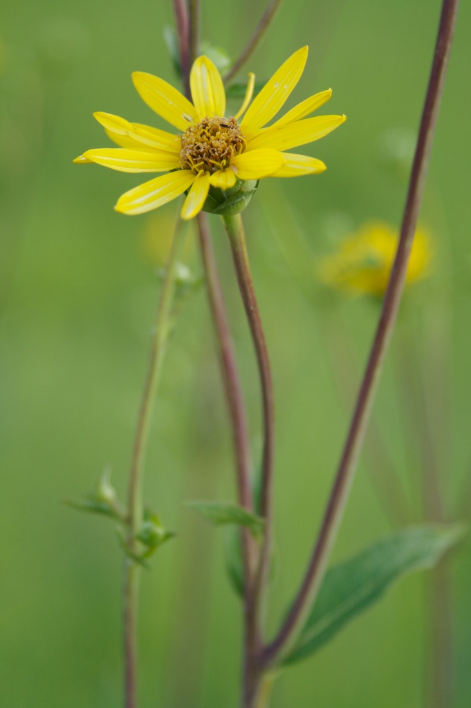 [PrairieFlower.jpg]