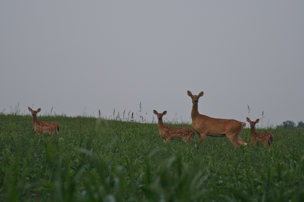 [Deers.jpg]