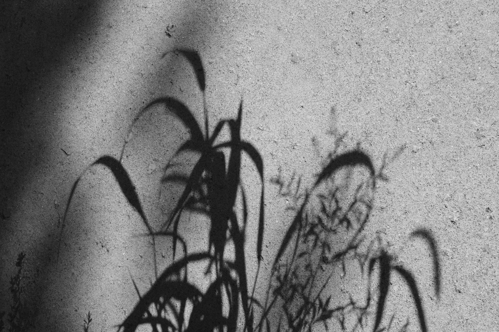 [Shadows.jpg]