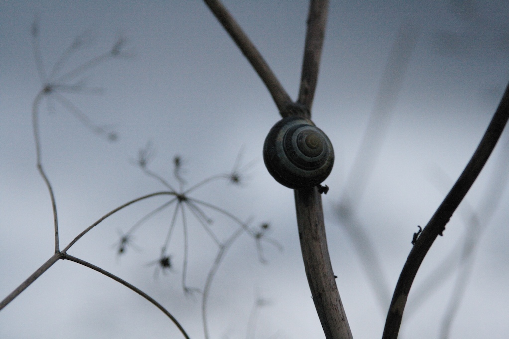 [Snail2.jpg]
