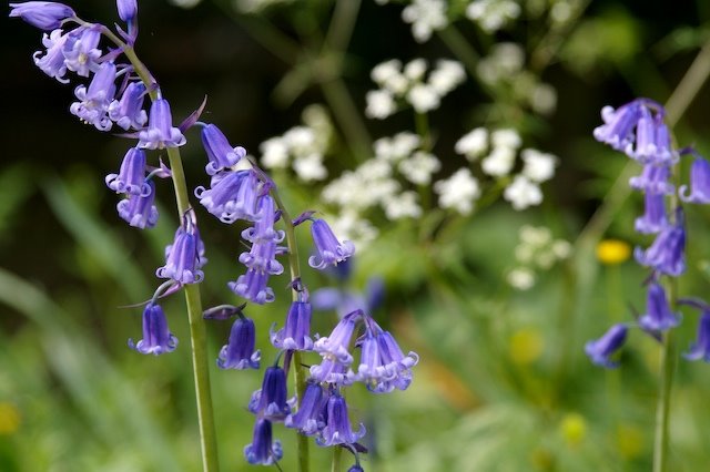 [Bluebells.jpg]