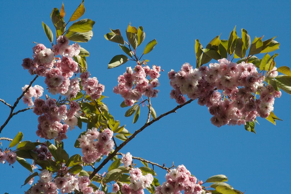 [Blossoms.jpg]