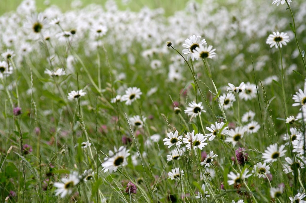 [daisies.jpg]