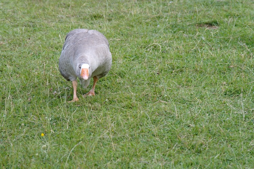 [Geese3.jpg]