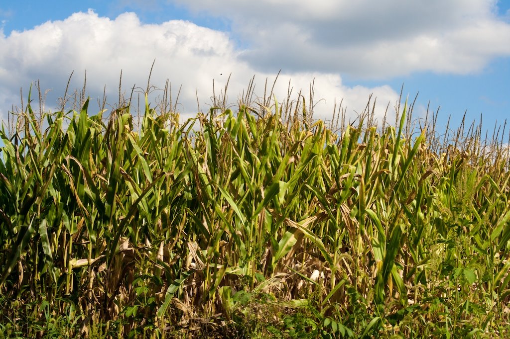 [Corn!+(1).jpg]