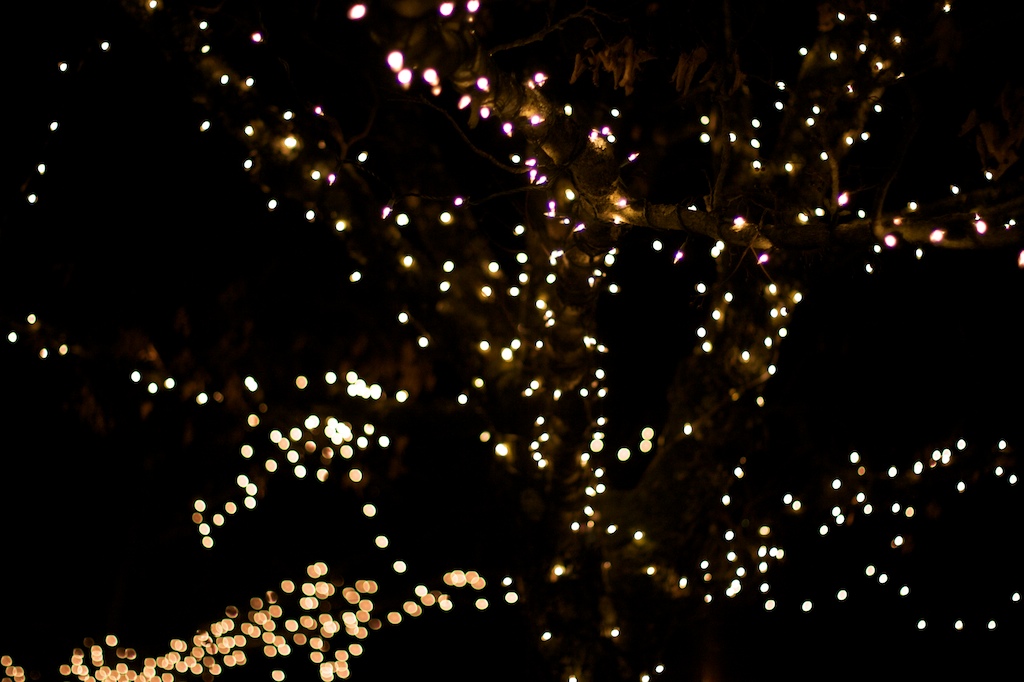 [tree+lights.jpg]